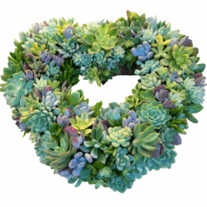 Live Succulent Heart Wreath